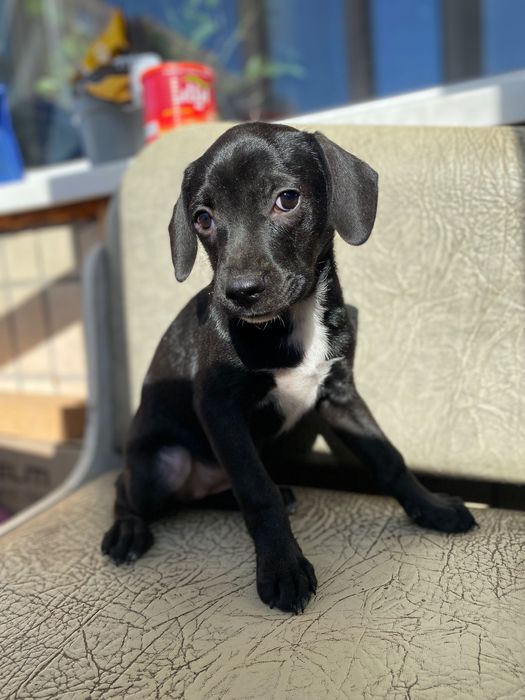 Собачка для дому