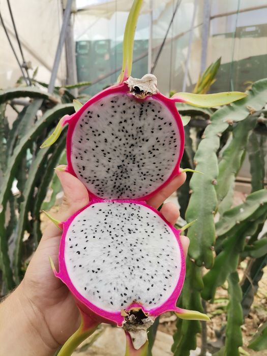 Pitaya Estacas (PROMOÇÃO)