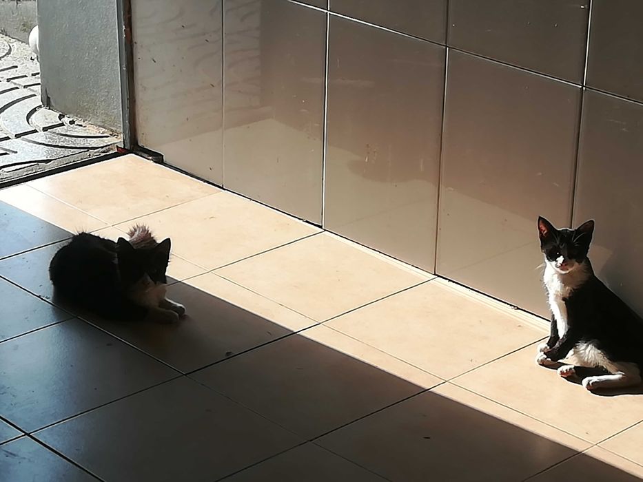 Gatinhos 4 meses - Adopção