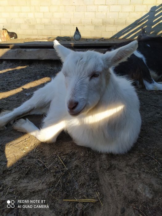 Козы взрослые, козлята, козлы,