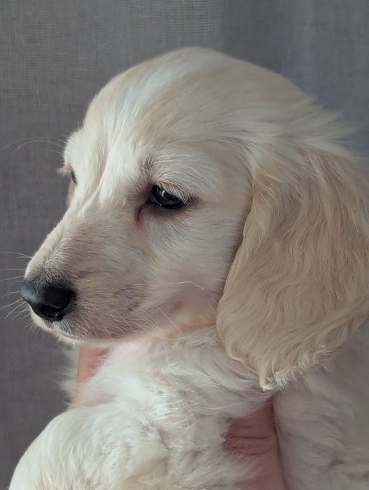 Хлопчик такса міні/кроль довгошерстний.