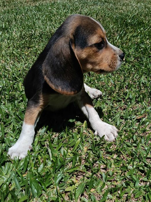 Beagle macho tricolor só