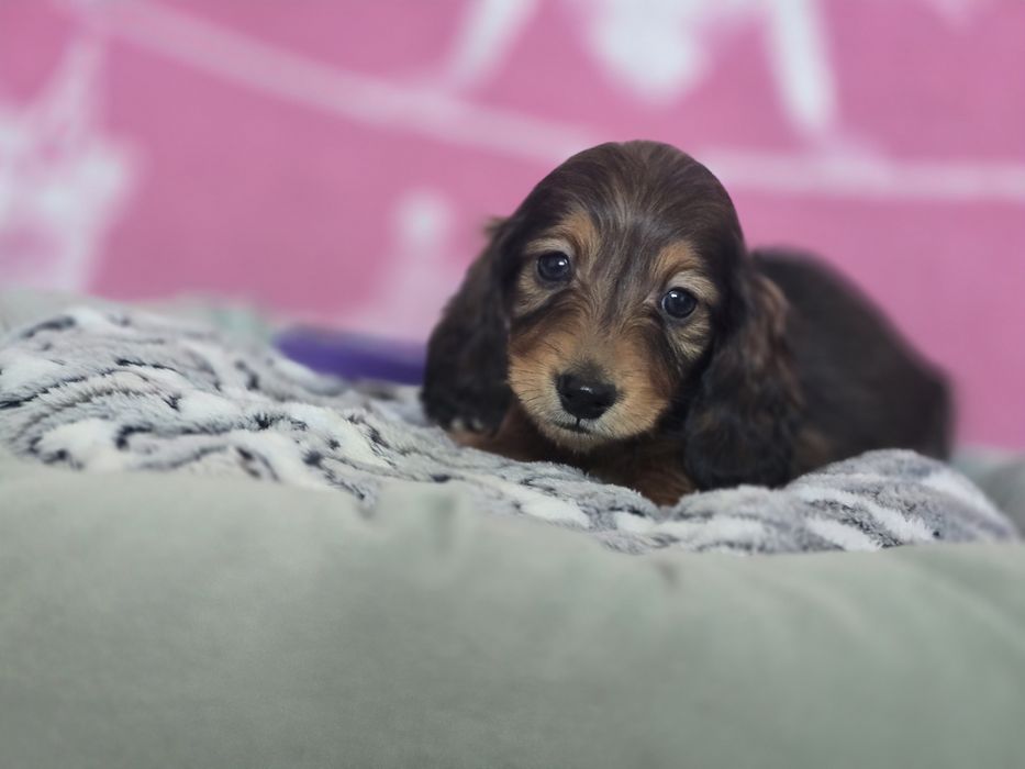 Jamnik miniaturowy długowłosy