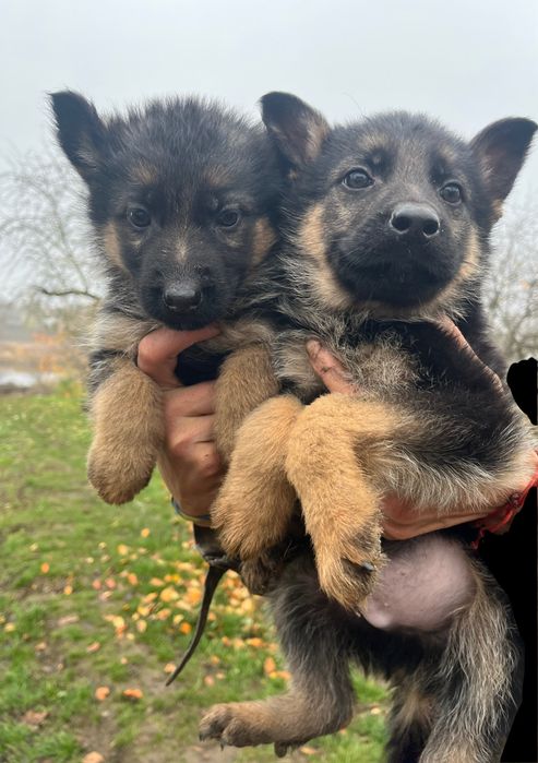 Цуценята Німецької вівчарки