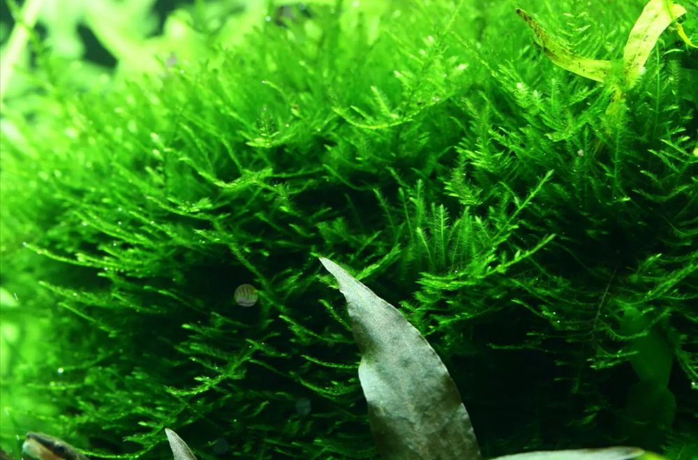 Spiky moss mech akwariowych