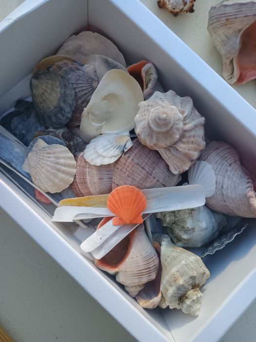 Корал ракушка до акваріума