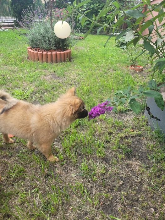 Chihuahua dziewczynka