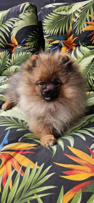 Pomeranian FCI szpic miniaturowy