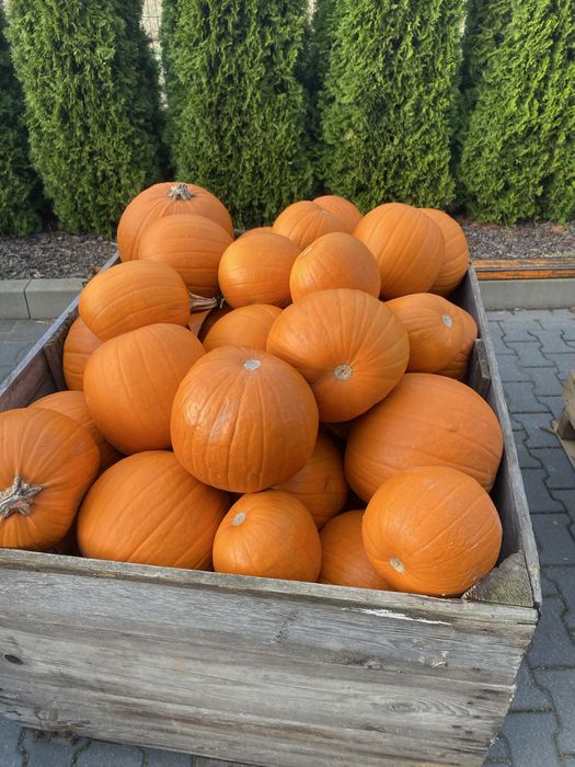 Dynia Halloween jadalna