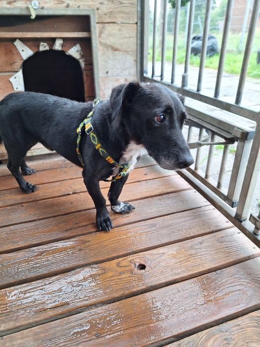 Agent szuka swojego domku