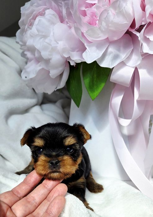 Piesek Yorkshire terrier rod ZKwP FCI