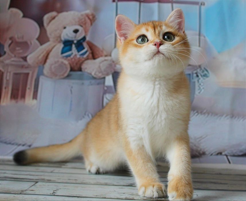 Гарнюній хлопчина в золотій шубці хоче в найкращу родину