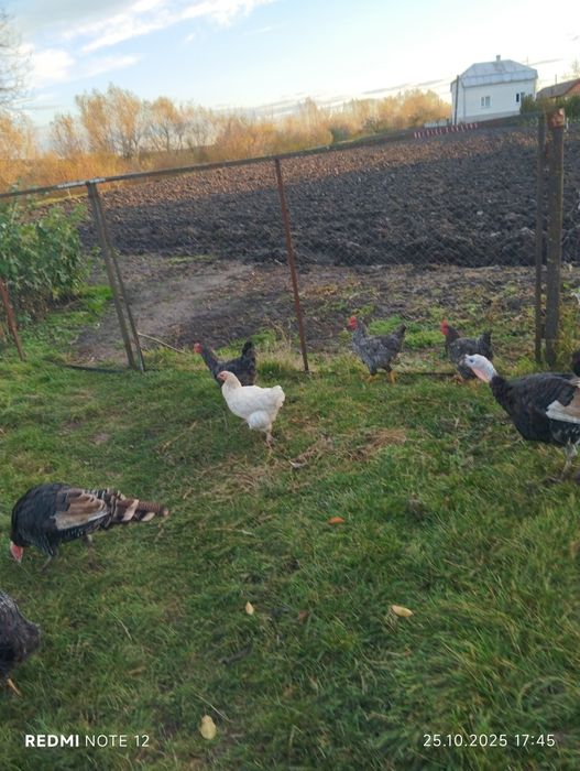 Продам півні породи Домінант