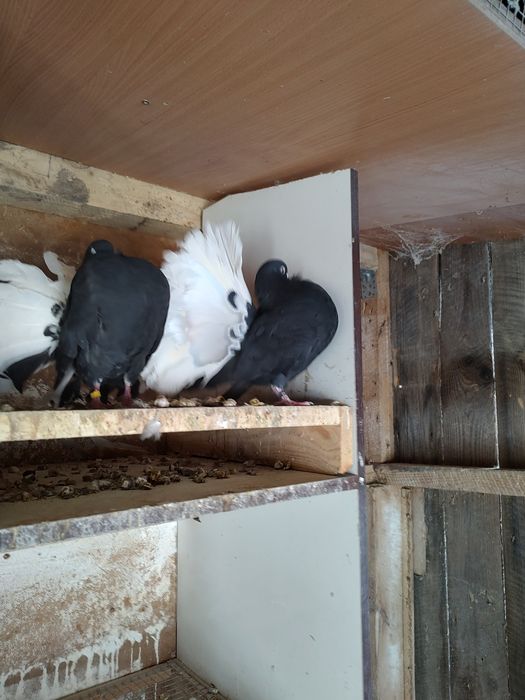 Pawik pawiki czarny biały ogon