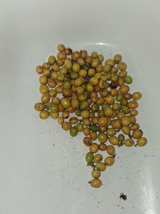 Sementes Cafe arabica açores (20 sementes frescas)