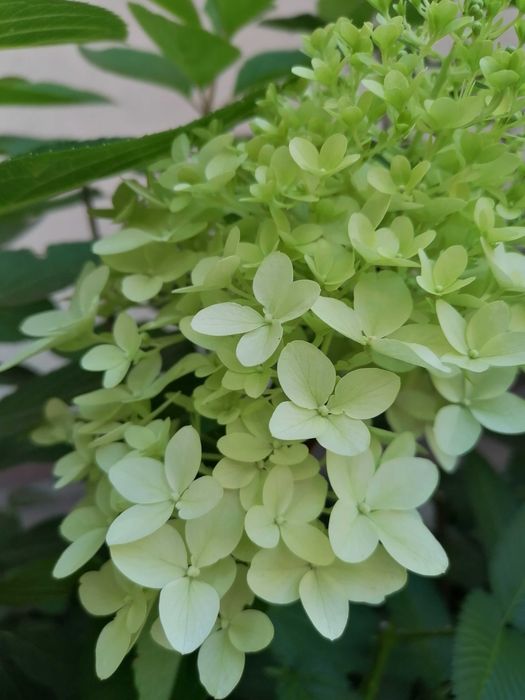 Hortensja bukietowa Diamontino. Wys.65 cm