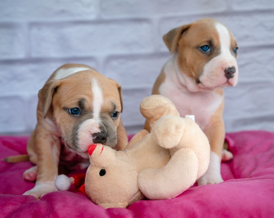 Ваша мрія породний малюк ам.стаффа