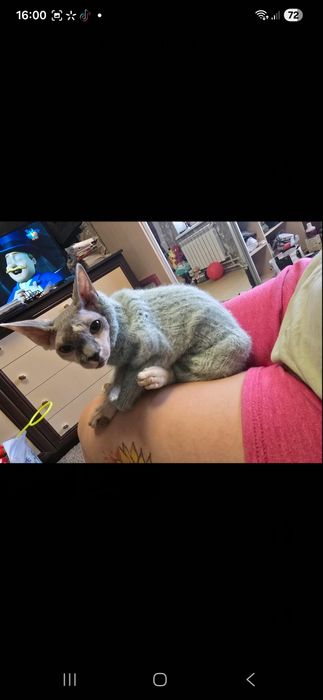 Канадський сфінкс дівчина