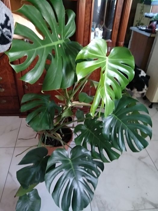 Монстера большая