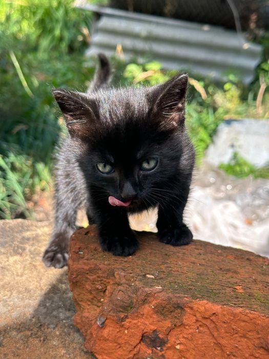 Чорненькі кошенята