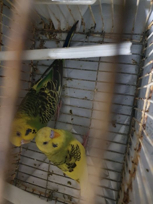 Periquitos casal 12,50€ venda seprardo ver