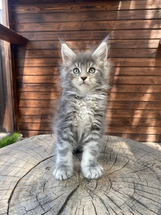 maine coon niebieski kocurek po wspaniałych rodzicach rodowod FPL