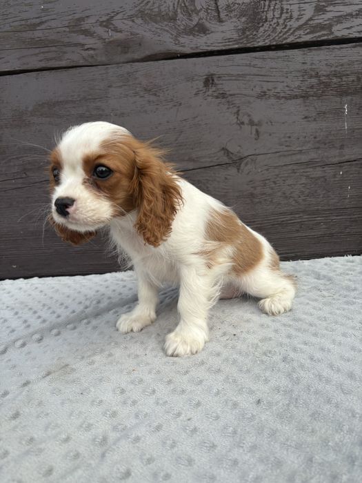Cavalier King Charles Spaniel
