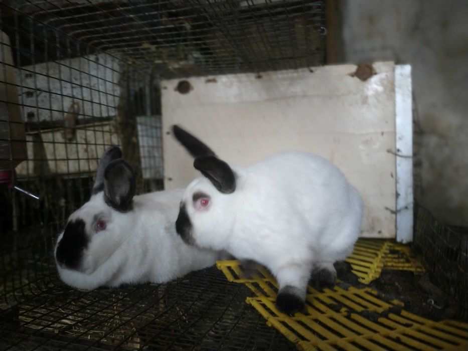 Продам кролі.   Каліфорнія