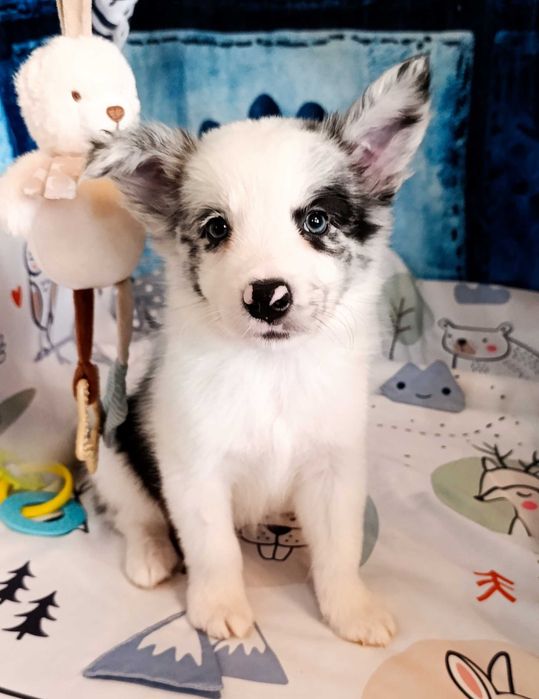 Border Collie - piesek blue merle