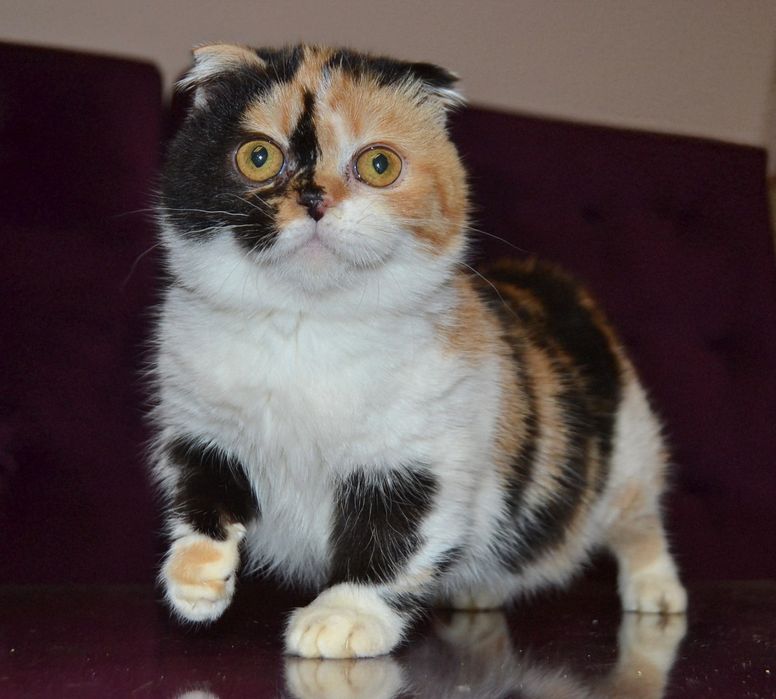 Девочка манчкин килт