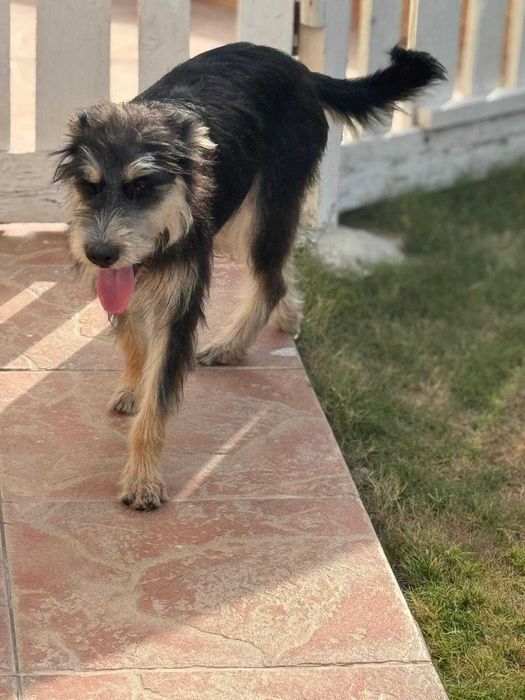 Waffle,  słodka i bardzo przyjazna towarzyszka aktywnych przygód