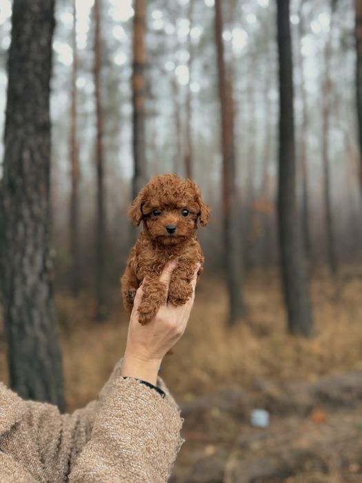 Мальтіпу той пудель мальтипу