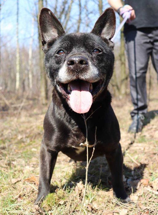 Wesoły, bezproblemowy Lizak szuka domu