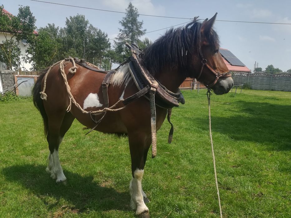 Klacz, źrebica srokata