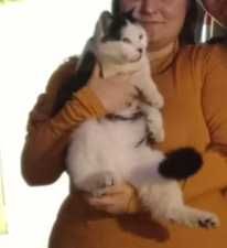 Pilne Zgubił się Kotek