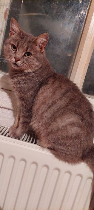 Отдам серую вискасную кошку, стерилизована, 1,5 года