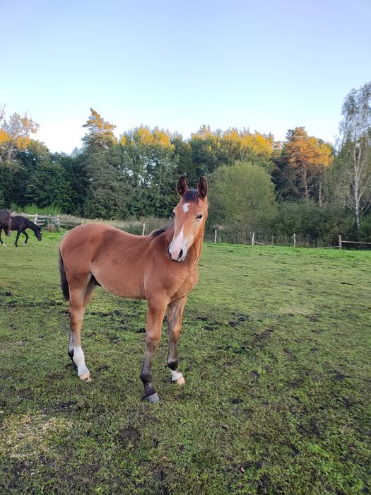 Cudowny ogierek odsadek 8 miesięcy