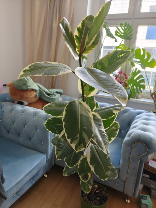 Ficus elastica 'Tineke' Figowiec sprężysty