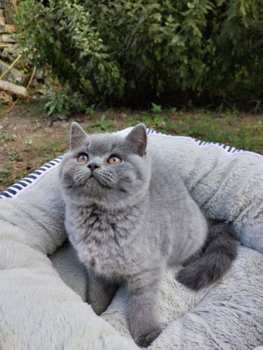 Котенок британский