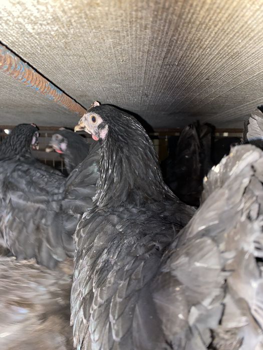 Кури молоденькі 4 міс