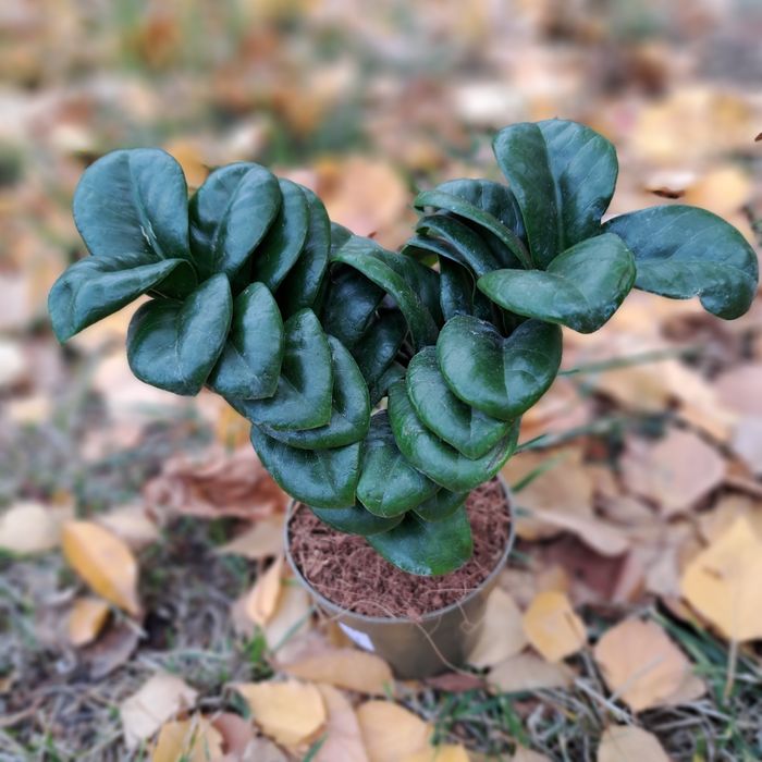 Заміокулькас Zenzi