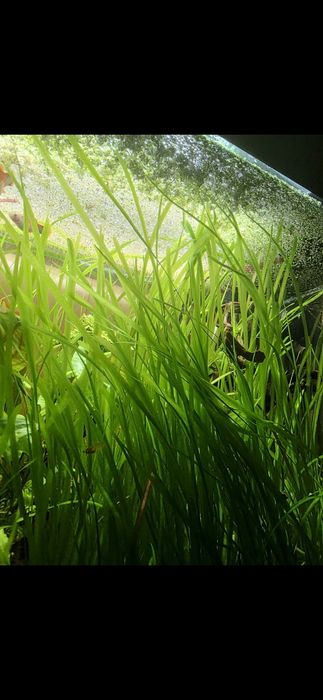 Nurzaniec (Vallisneria)