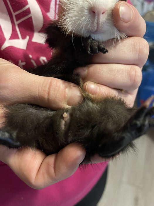 Swinka morska rozetka