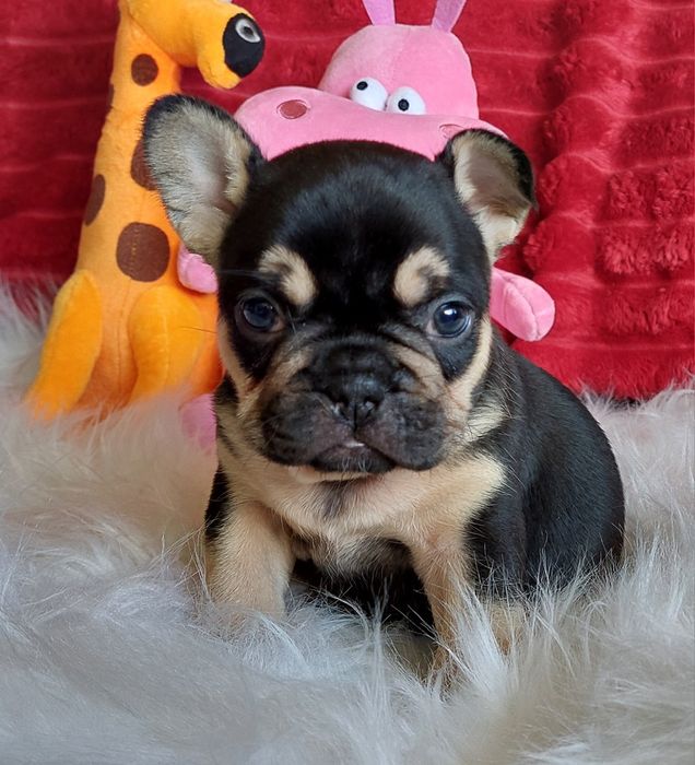 Bulldog francês black tan