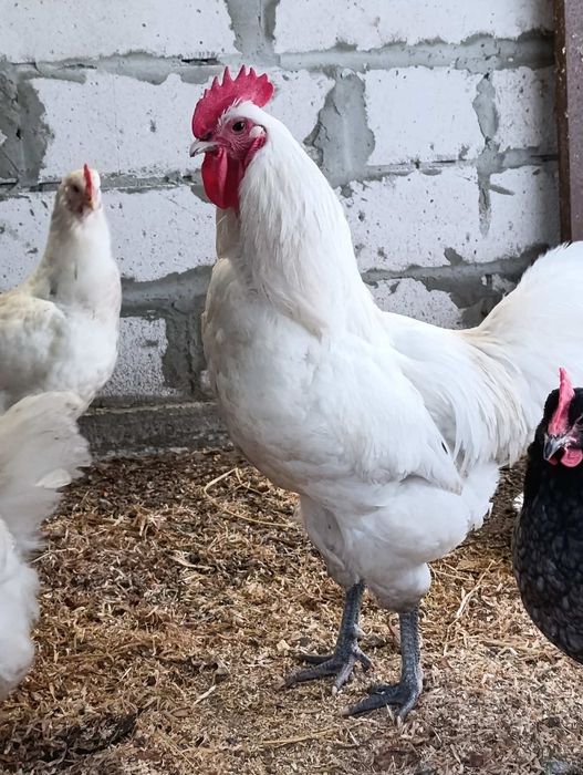 Інкубаційні яйця Джерсійського гіганта.