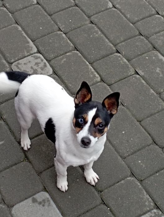 Jack Russell terrier