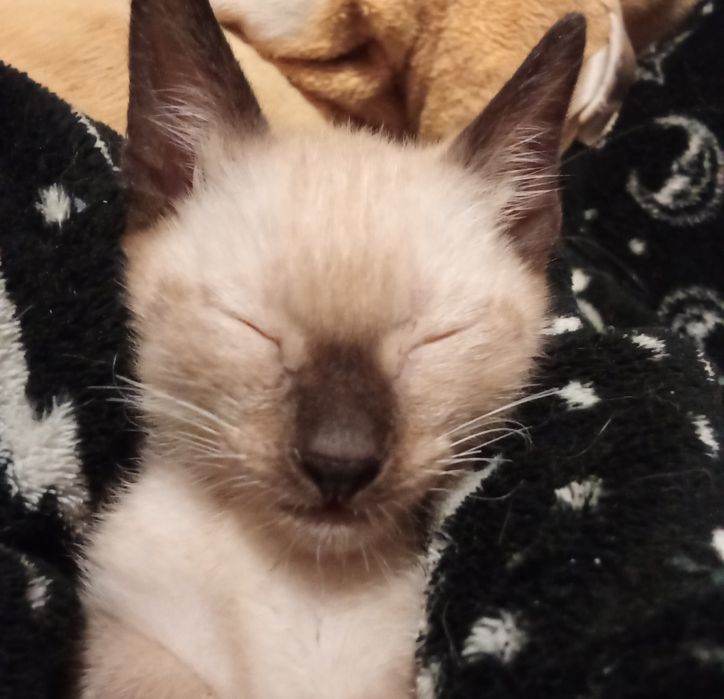 Gatinhos bebês para adoção