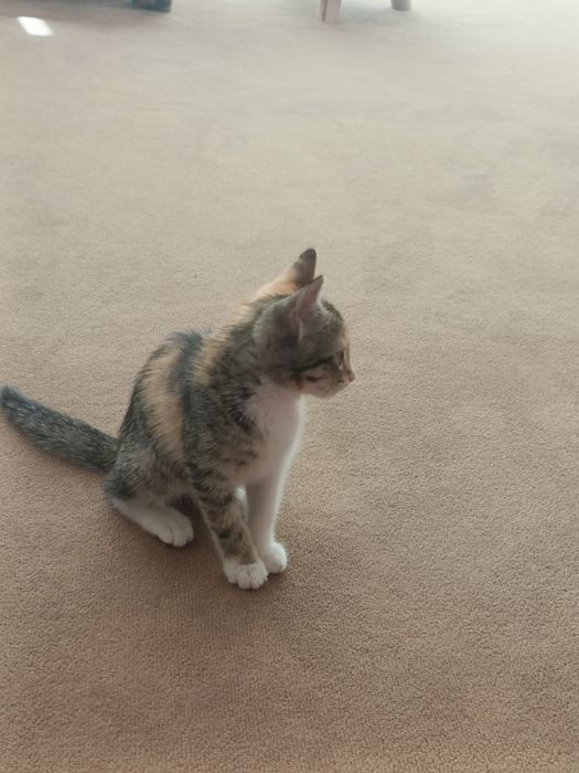 Gatinha 3meses muito meiga