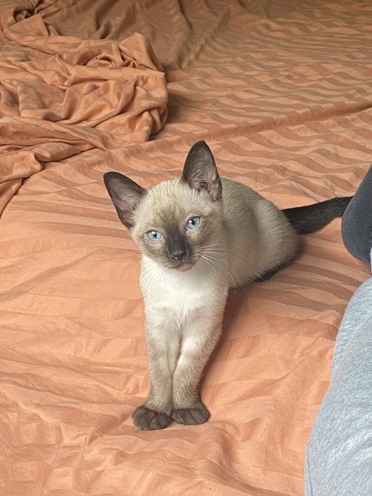 Gata siamesa com 1 ano
