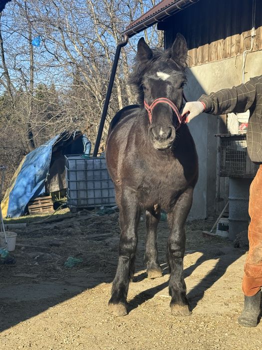 Źrebak zimnokriwsty